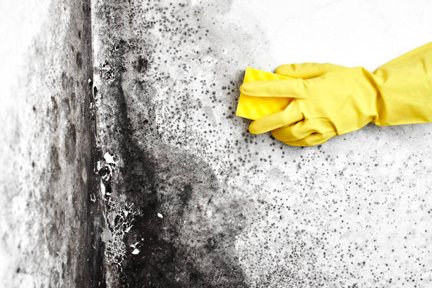 Best Mold Remediation for Schools in Wolf Lake, MI