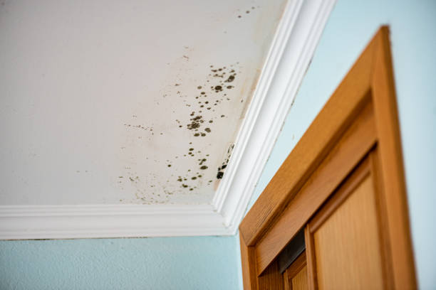 Professional Mold Remediation in Wolf Lake, MI