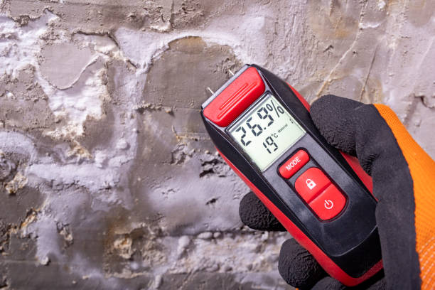 Best Residential Mold Remediation in Wolf Lake, MI