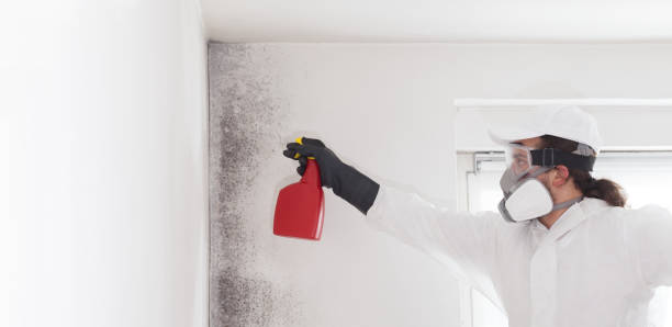 Best Black Mold Remediation in Wolf Lake, MI
