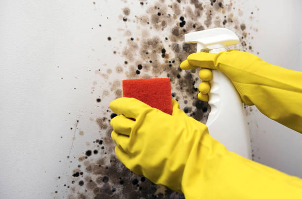Best Commercial Mold Remediation in Wolf Lake, MI
