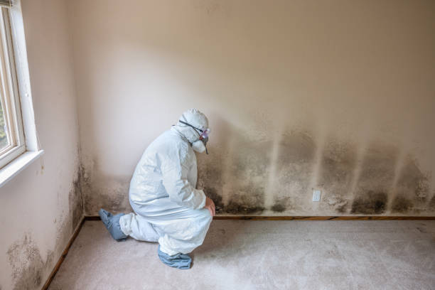 Best Emergency Mold Remediation in Wolf Lake, MI