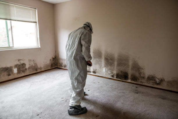 Best Attic Mold Remediation in Wolf Lake, MI
