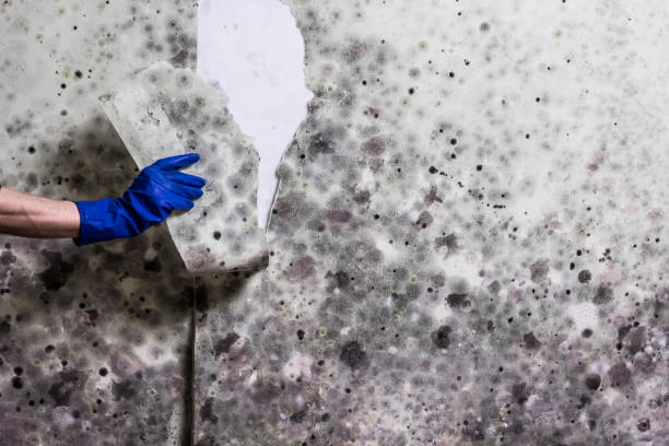 Best Crawl Space Mold Remediation in Wolf Lake, MI
