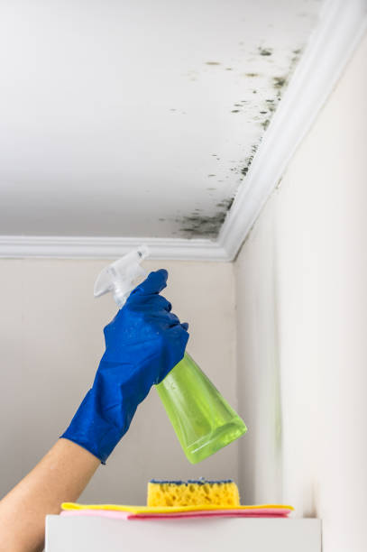 Best Residential Mold Remediation in Wolf Lake, MI